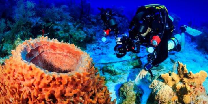 Try Scuba Diving in Jeddah