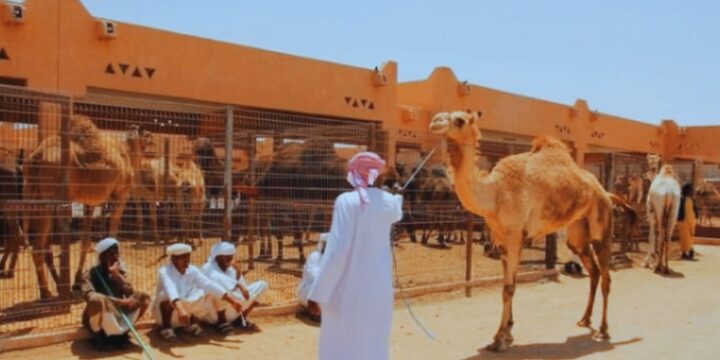 Al Ain City Tours