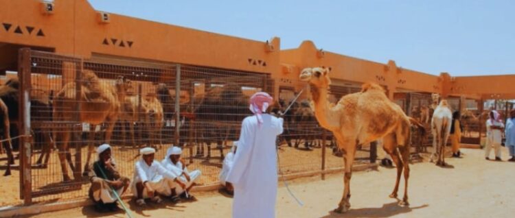 Al Ain City Tours